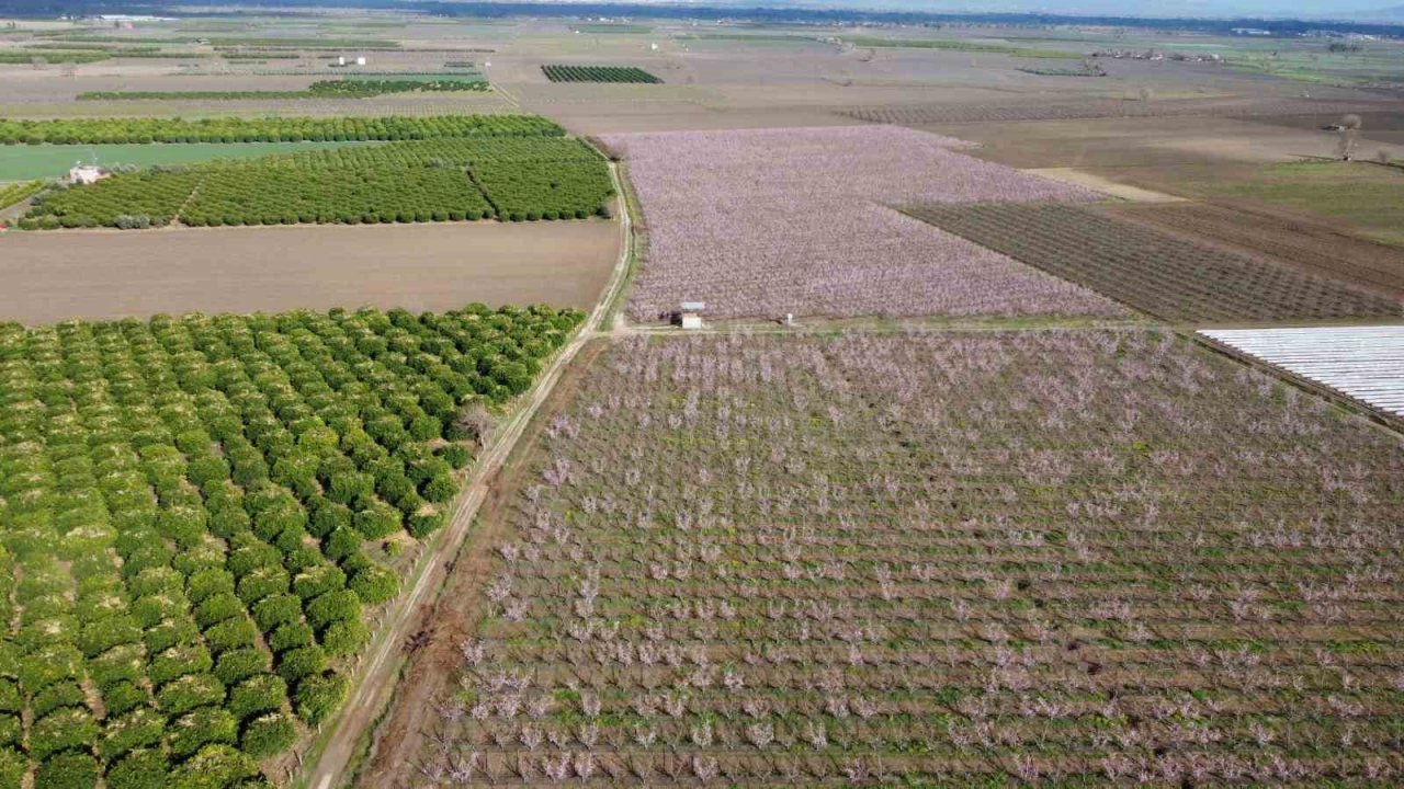 Çukurova’da bahçelerin görsel şöleni