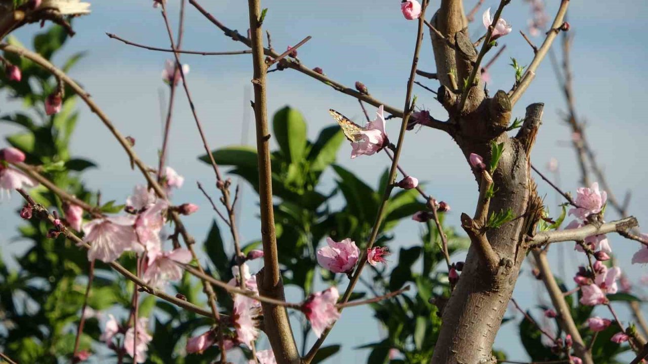 Çukurova’da bahçelerin görsel şöleni