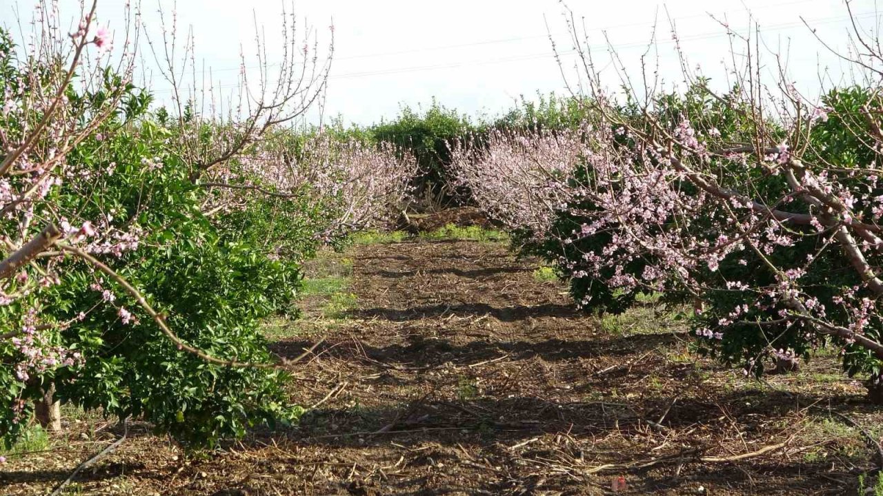 Çukurova’da bahçelerin görsel şöleni