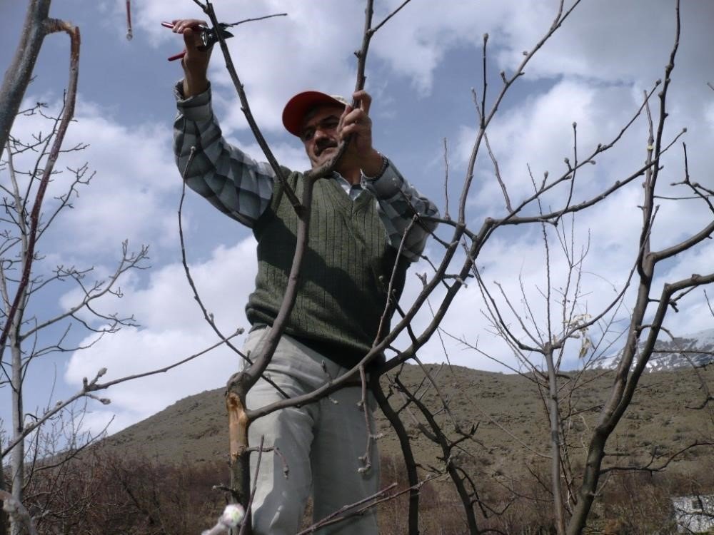 Ağaçlara bahar bakamı