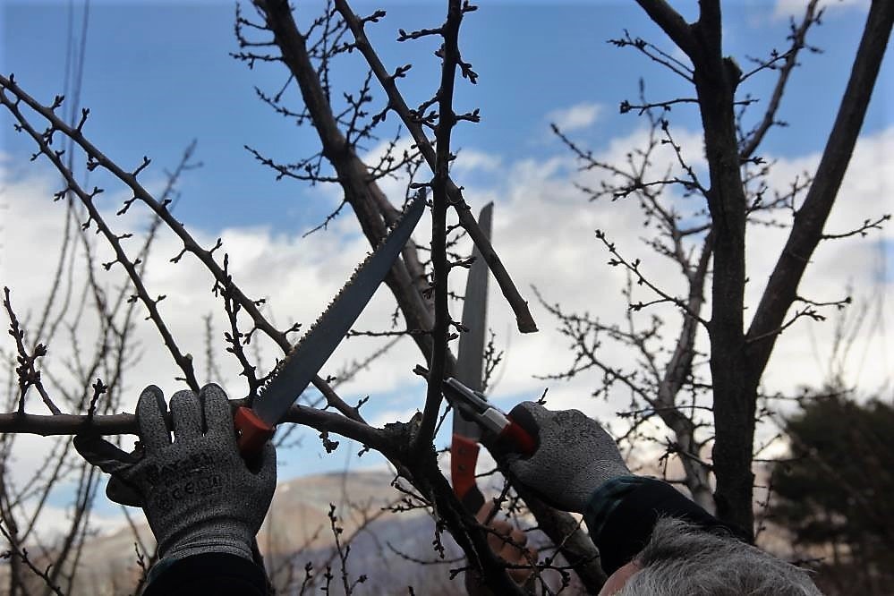Ağaçlara bahar bakamı