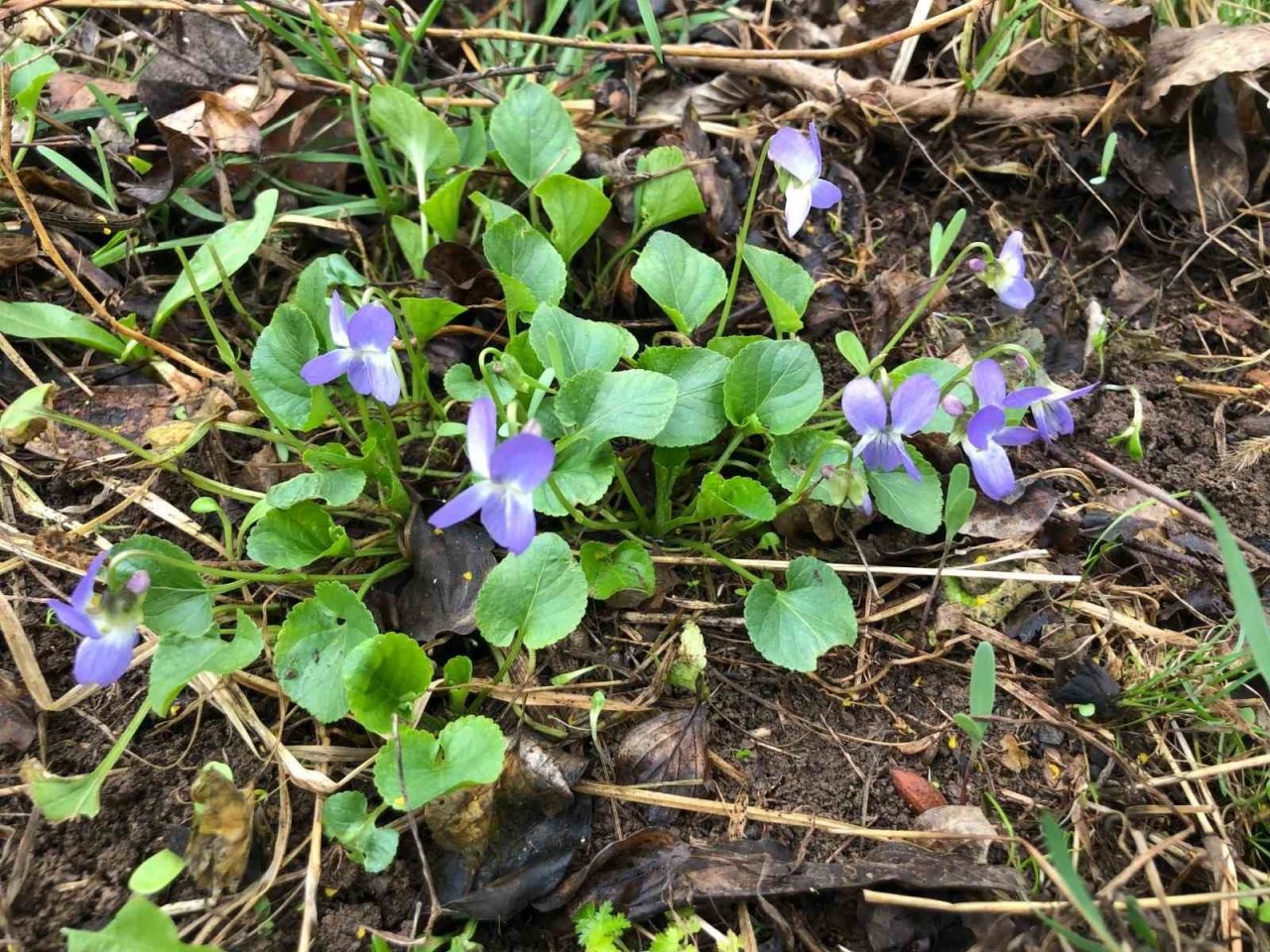 Baharın müjdecisi mavi menekşeler bahçeleri süslemeye başladı