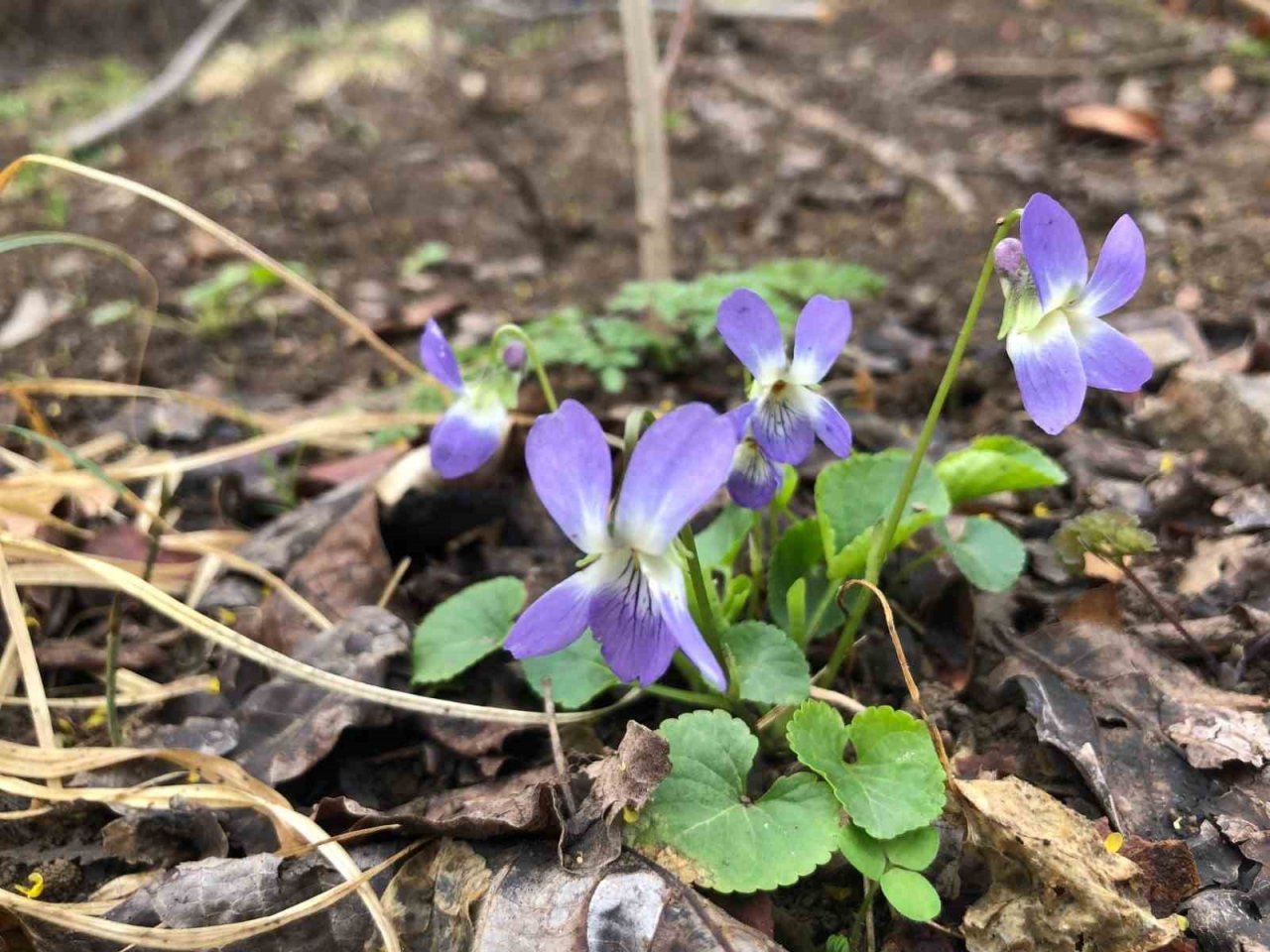 Baharın müjdecisi mavi menekşeler bahçeleri süslemeye başladı