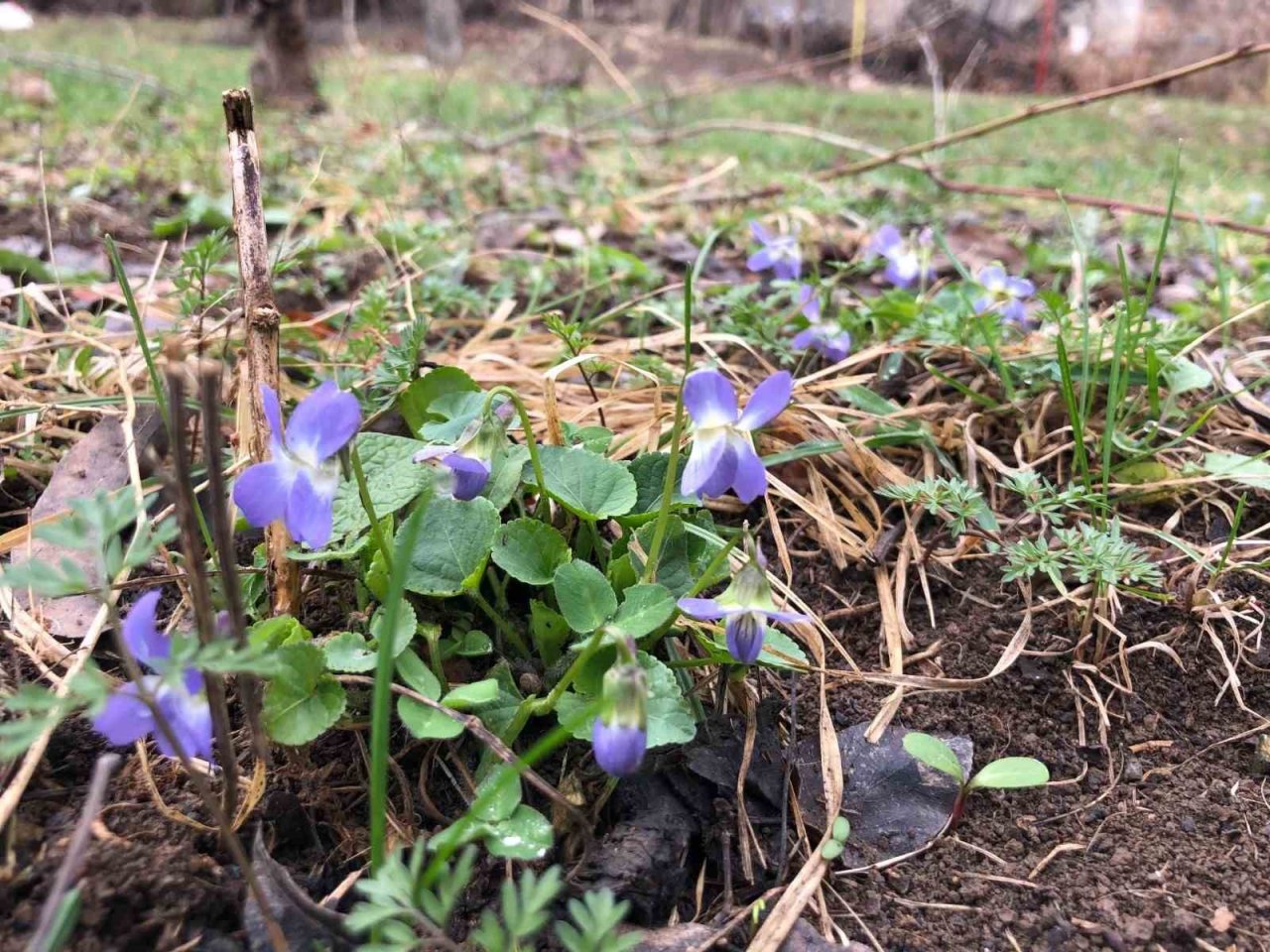 Baharın müjdecisi mavi menekşeler bahçeleri süslemeye başladı
