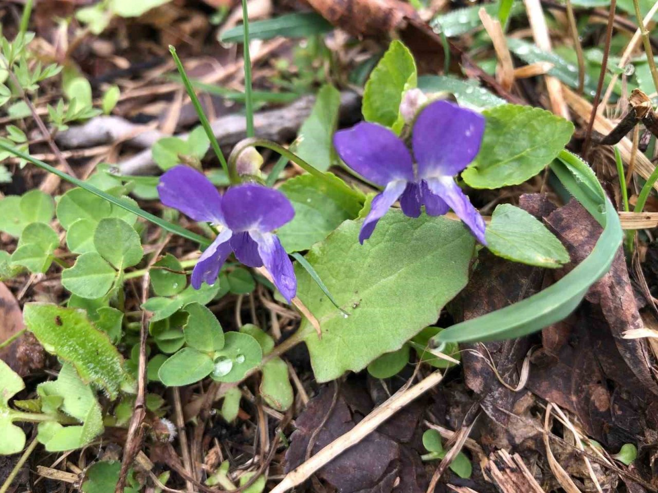 Baharın müjdecisi mavi menekşeler bahçeleri süslemeye başladı
