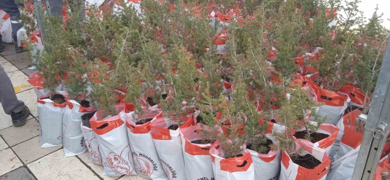 Valilikten vatandaşlara fidan dağıtımı