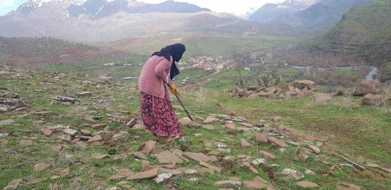 Derecik’te kenger bitkisini toplama sezonu başladı