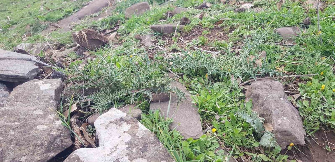 Derecik’te kenger bitkisini toplama sezonu başladı