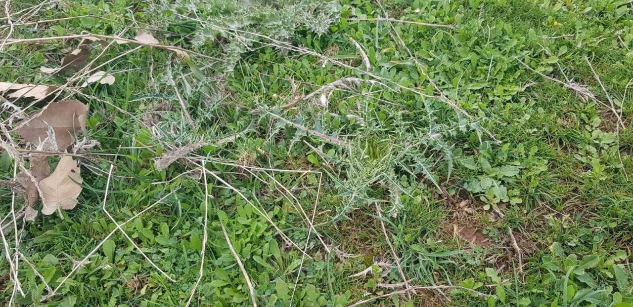 Derecik’te kenger bitkisini toplama sezonu başladı