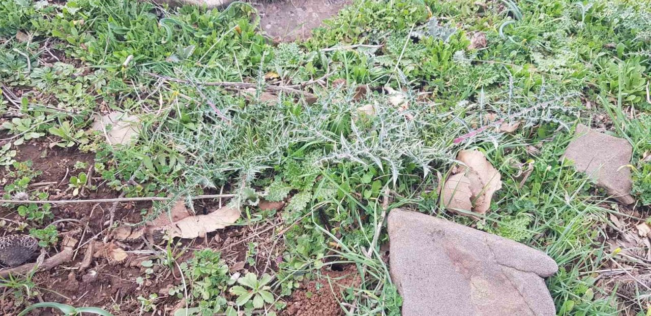 Derecik’te kenger bitkisini toplama sezonu başladı