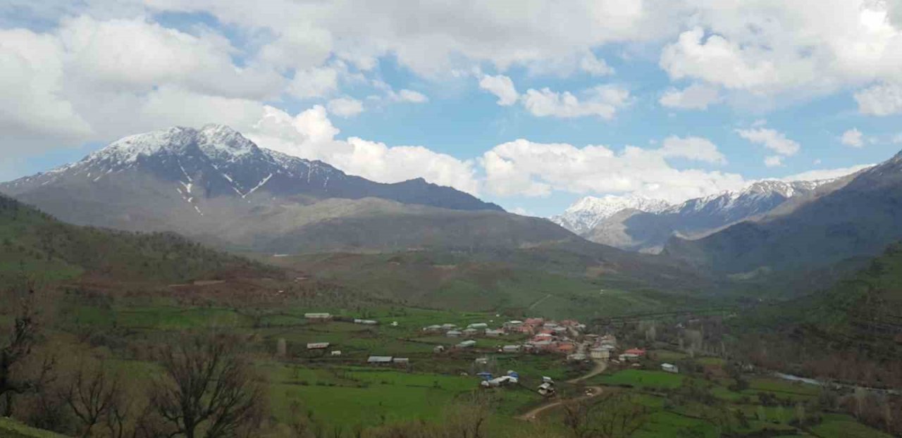 Derecik’te kenger bitkisini toplama sezonu başladı