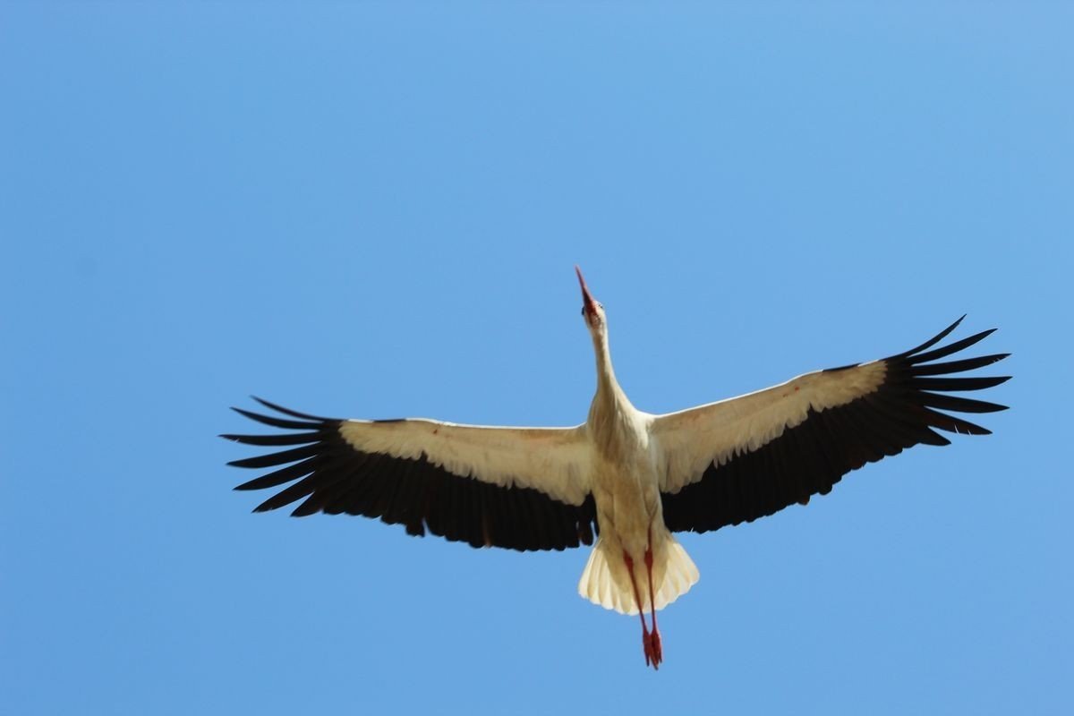 Baharın müjdecisi leylekler Aydın semalarında görsel şölen oluşturuyor