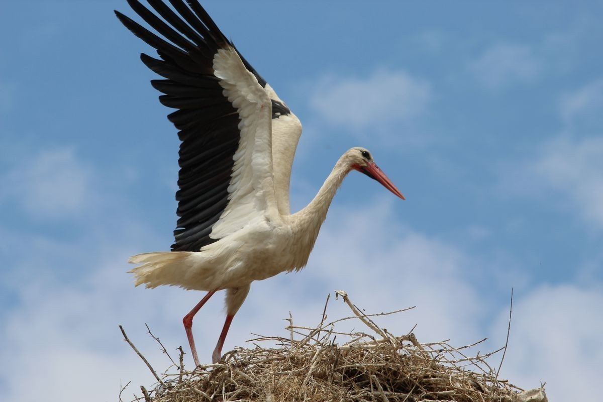 Baharın müjdecisi leylekler Aydın semalarında görsel şölen oluşturuyor