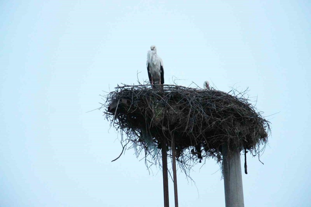 Baharın müjdecisi leylekler Aydın semalarında görsel şölen oluşturuyor