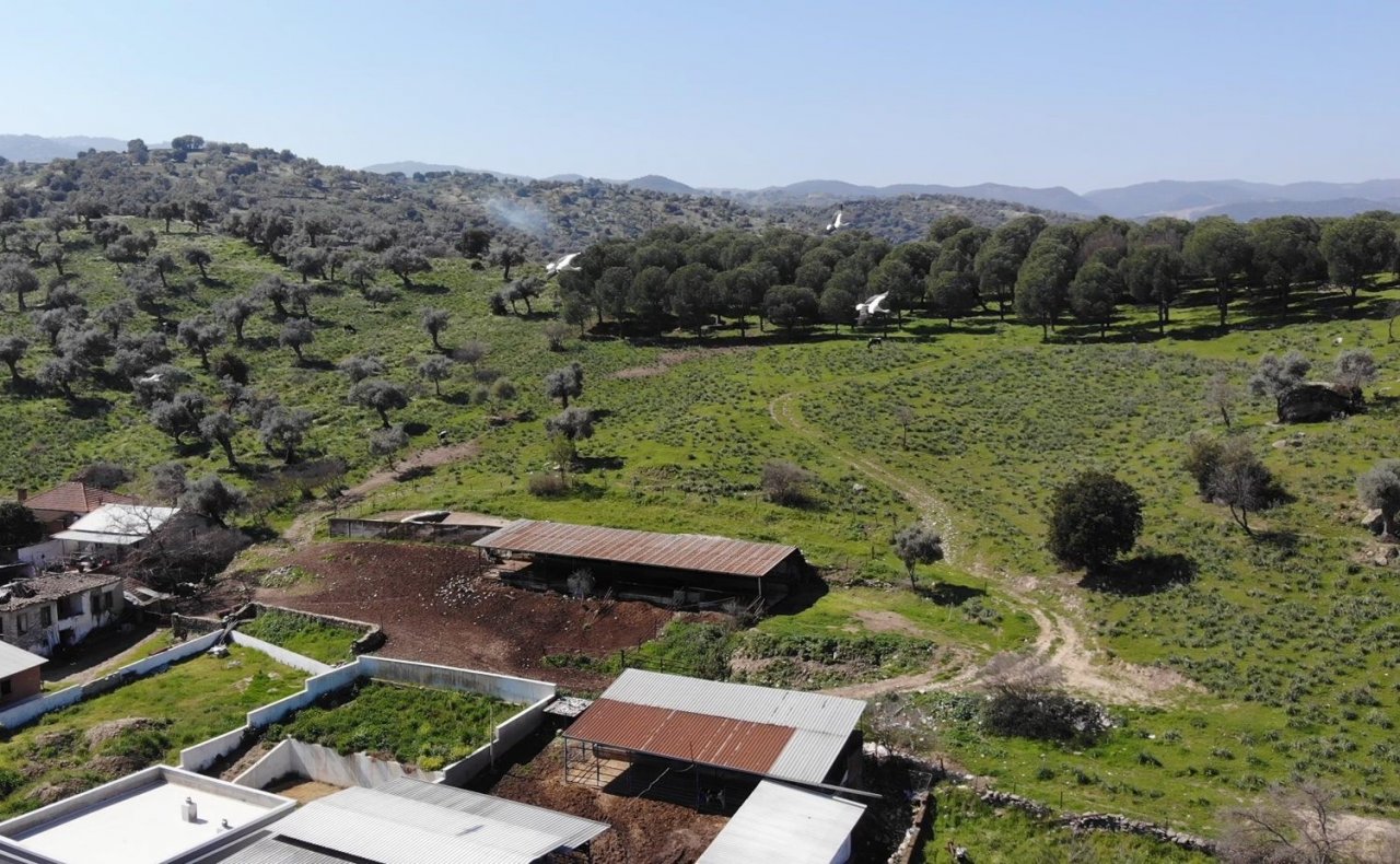 Baharın müjdecisi leylekler Aydın semalarında görsel şölen oluşturuyor
