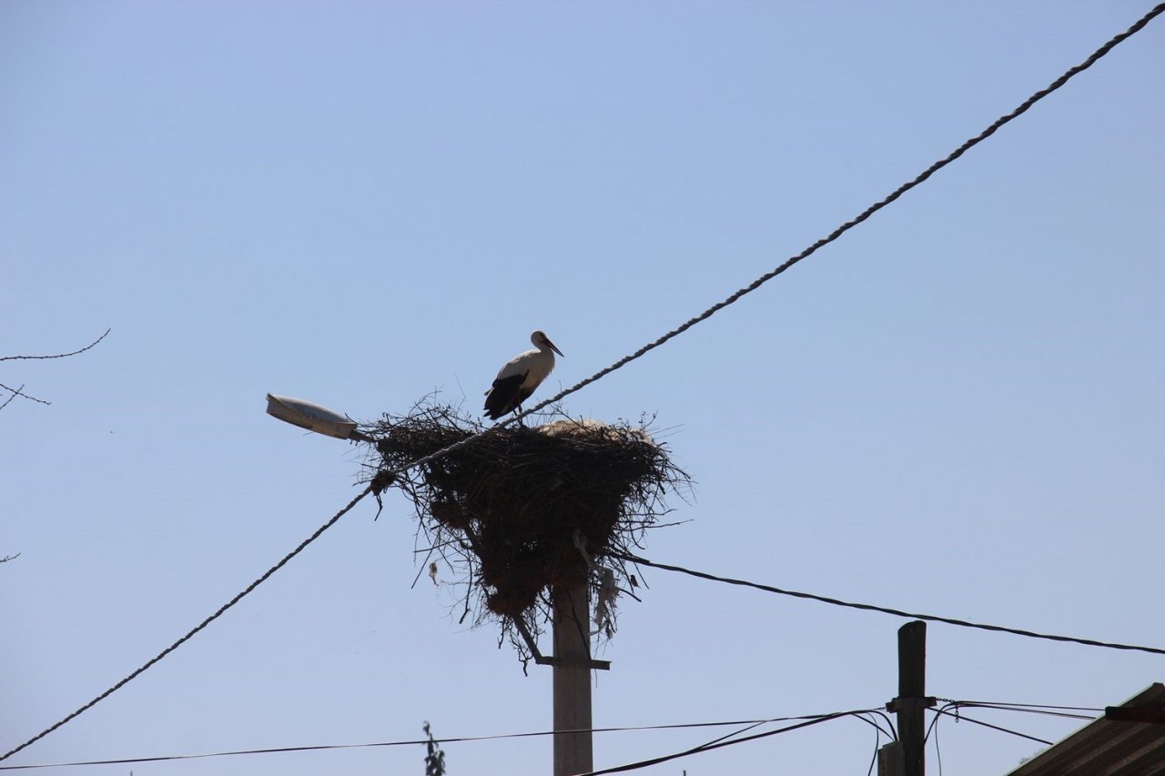 Baharın müjdecisi leylekler Aydın semalarında görsel şölen oluşturuyor