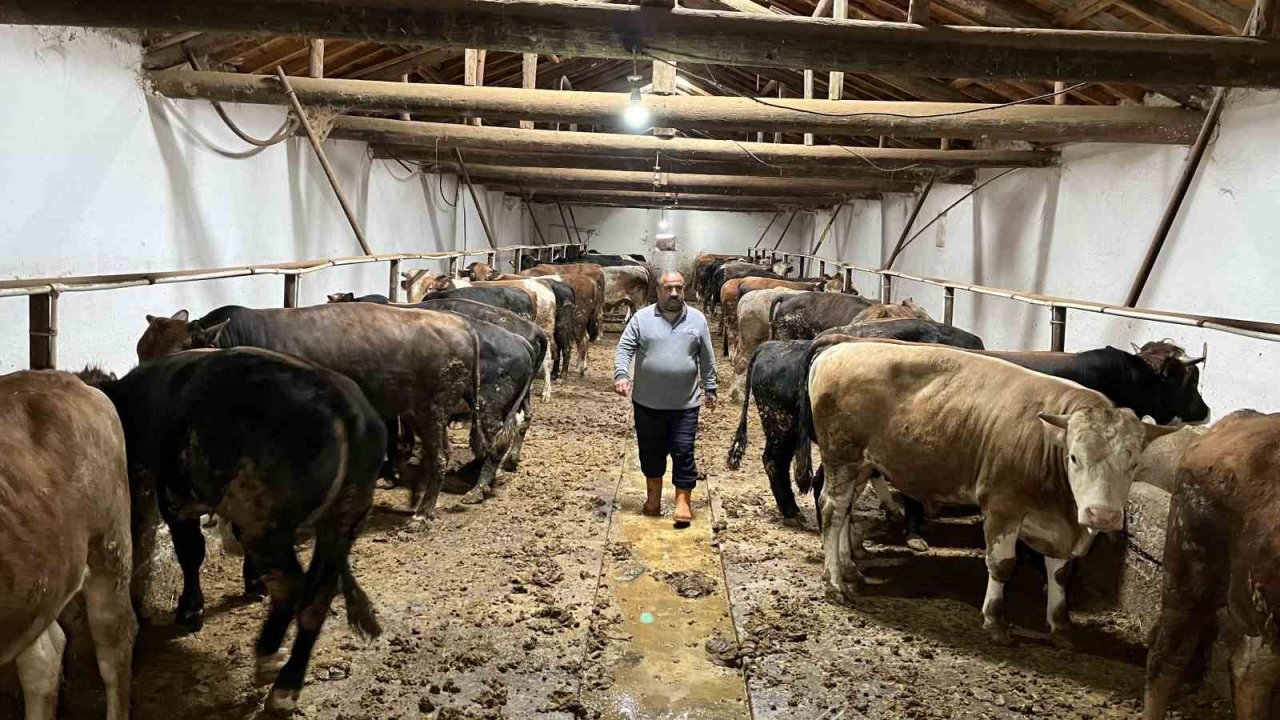 Şap hastalığına karşı ekipler sahada