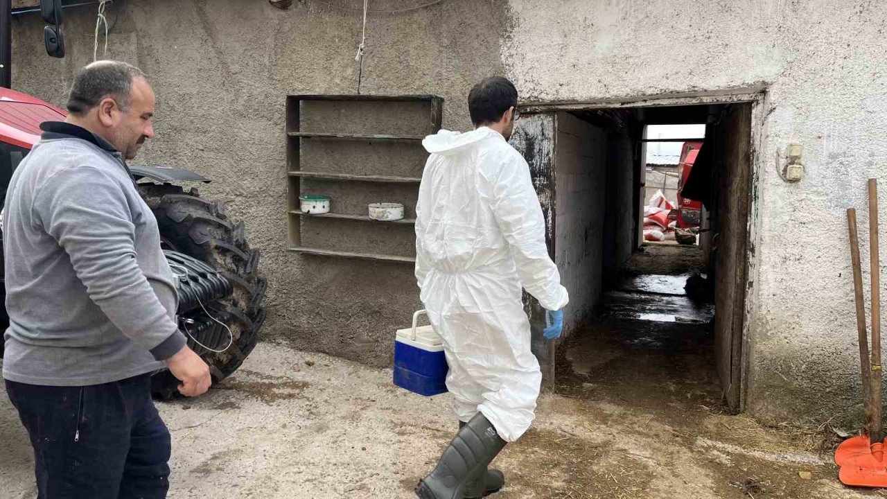 Şap hastalığına karşı ekipler sahada