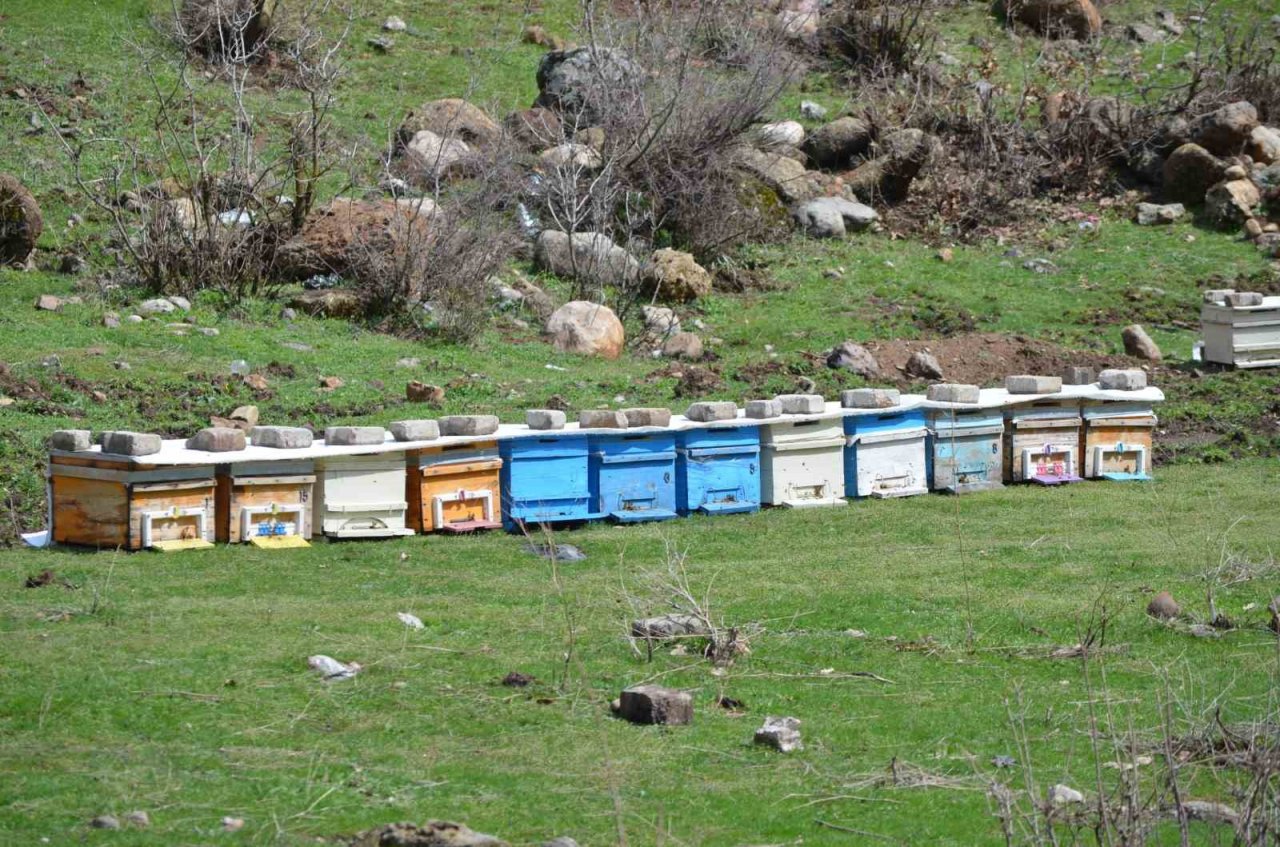 Aç kalan domuz sürüsü arı kovanlarına dadandı