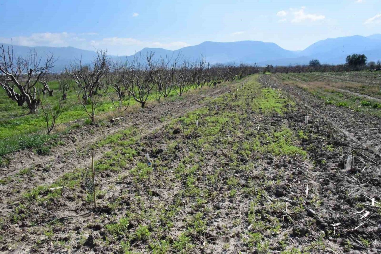 Fidanlar Yunusemre’de toprakla buluşuyor