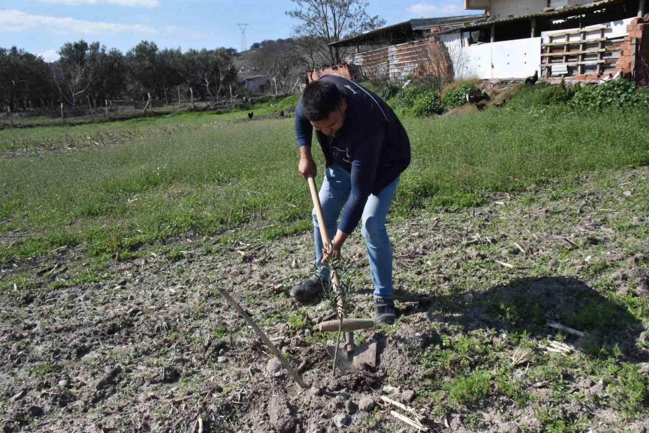 Fidanlar Yunusemre’de toprakla buluşuyor