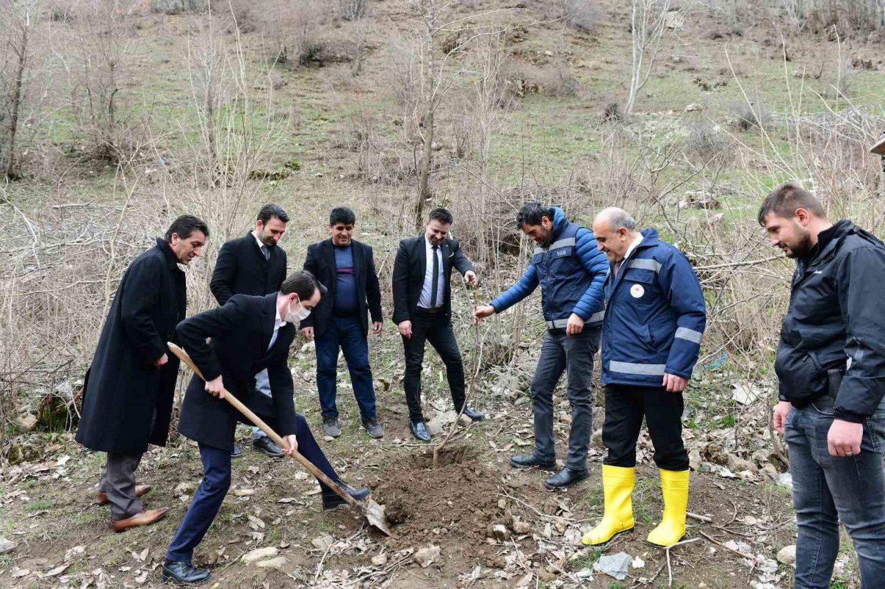 Çatak’ta 19 bin 250 ceviz fidanı dağıtıldı