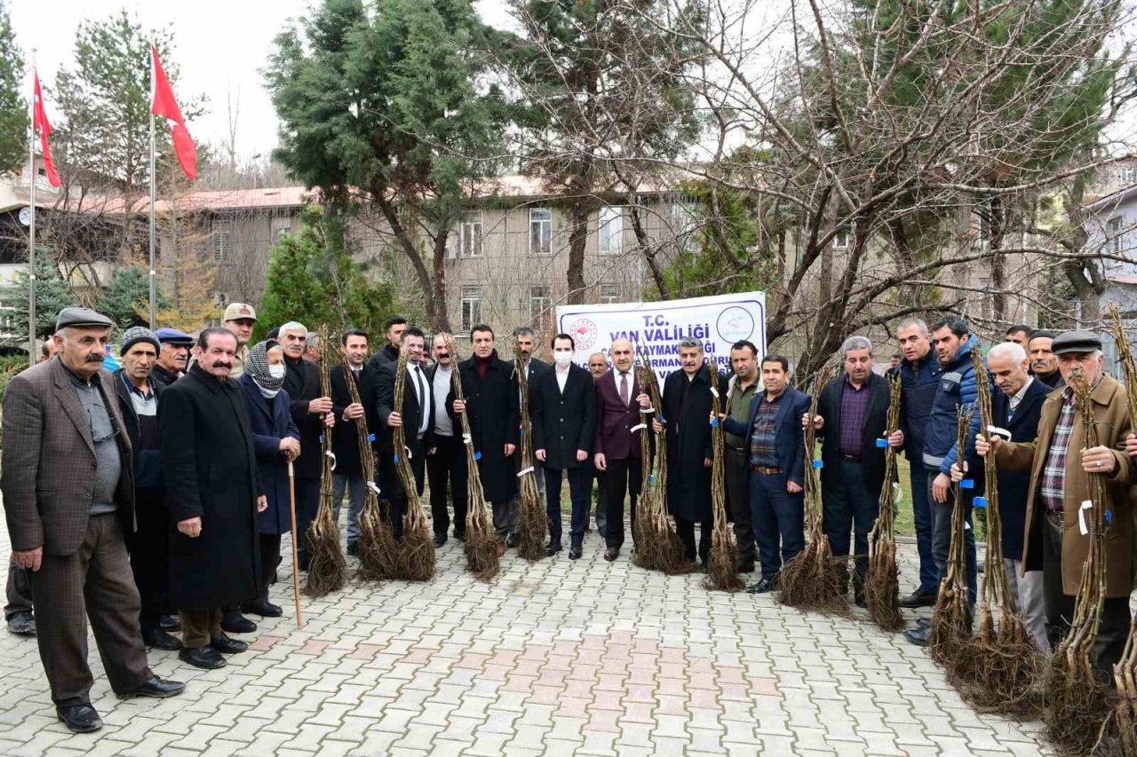 Çatak’ta 19 bin 250 ceviz fidanı dağıtıldı