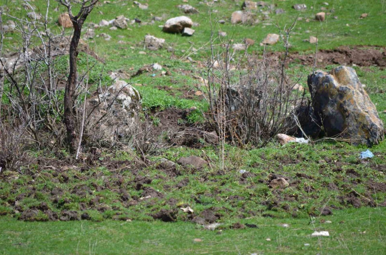 Aç kalan domuz sürüsü arı kovanlarına dadandı