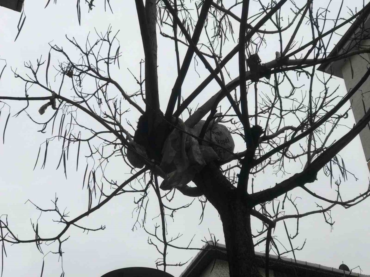 Bu ağacın meyvesi çöp poşetleri