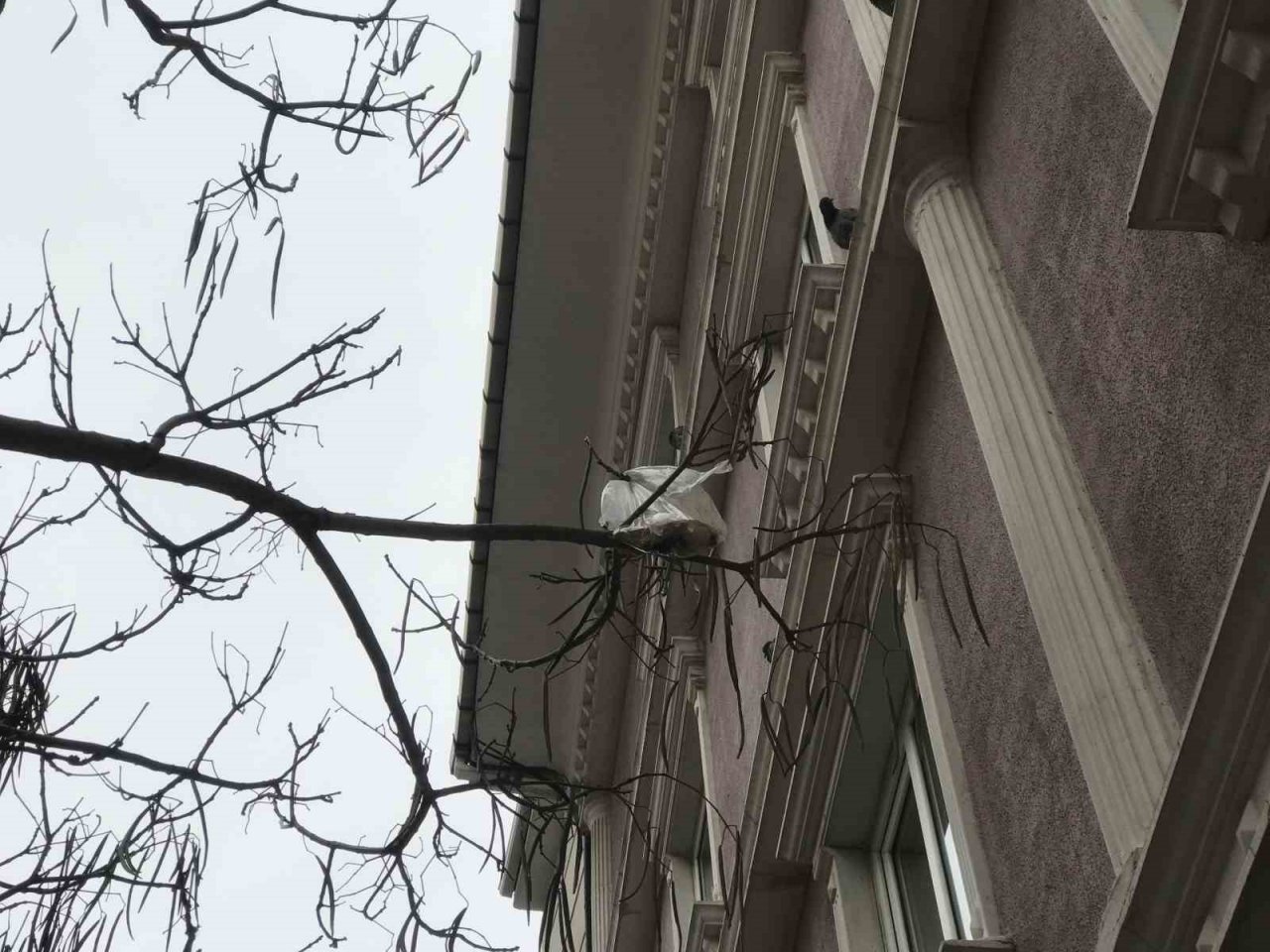 Bu ağacın meyvesi çöp poşetleri