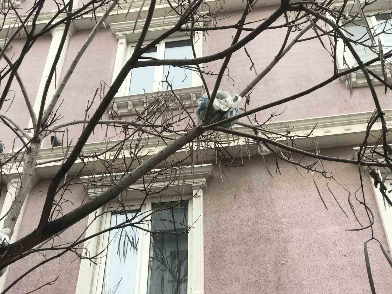 Bu ağacın meyvesi çöp poşetleri