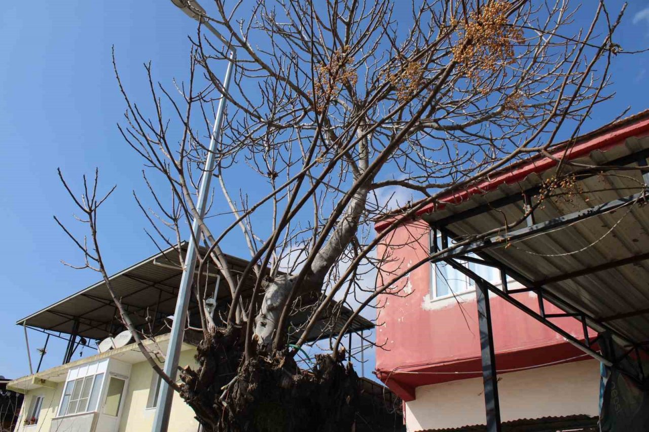 Aydın’da ilginç manzara, görenler gözlerine inanamıyor