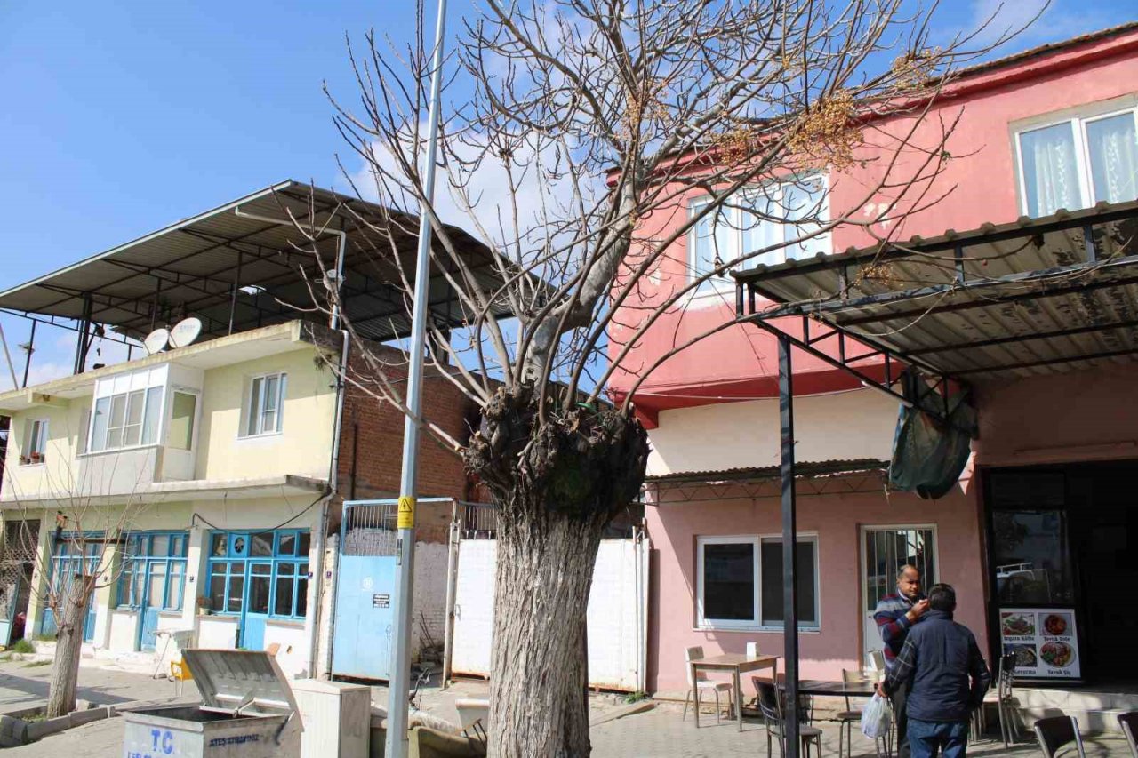 Aydın’da ilginç manzara, görenler gözlerine inanamıyor