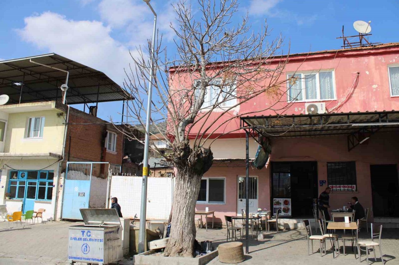 Aydın’da ilginç manzara, görenler gözlerine inanamıyor