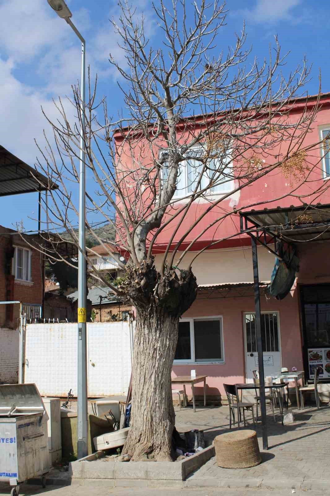 Aydın’da ilginç manzara, görenler gözlerine inanamıyor