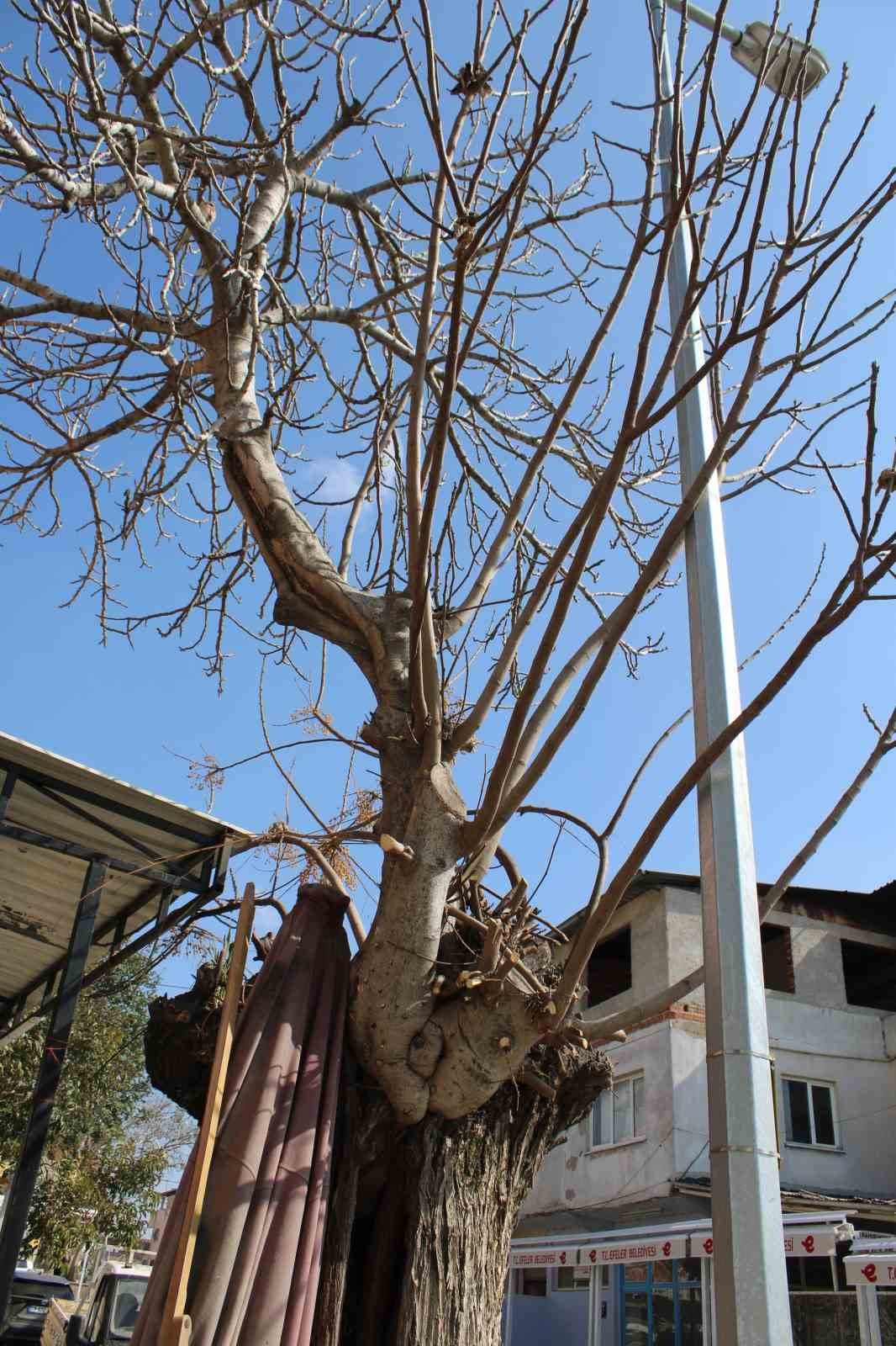Aydın’da ilginç manzara, görenler gözlerine inanamıyor