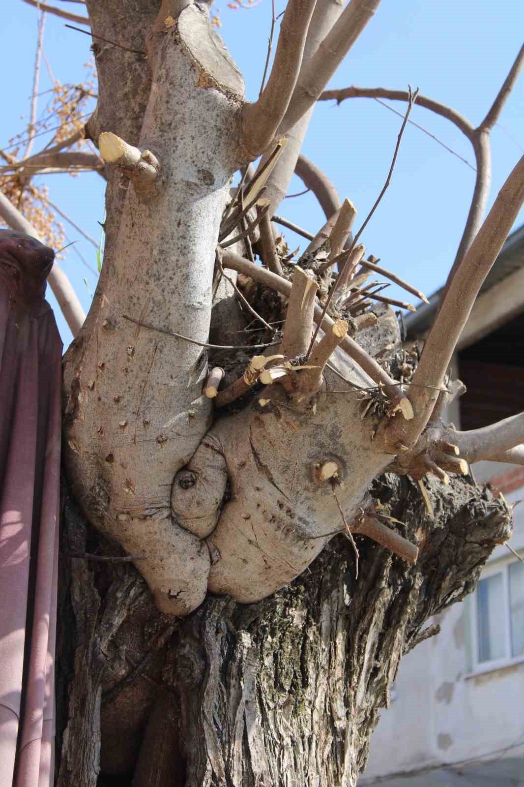 Aydın’da ilginç manzara, görenler gözlerine inanamıyor