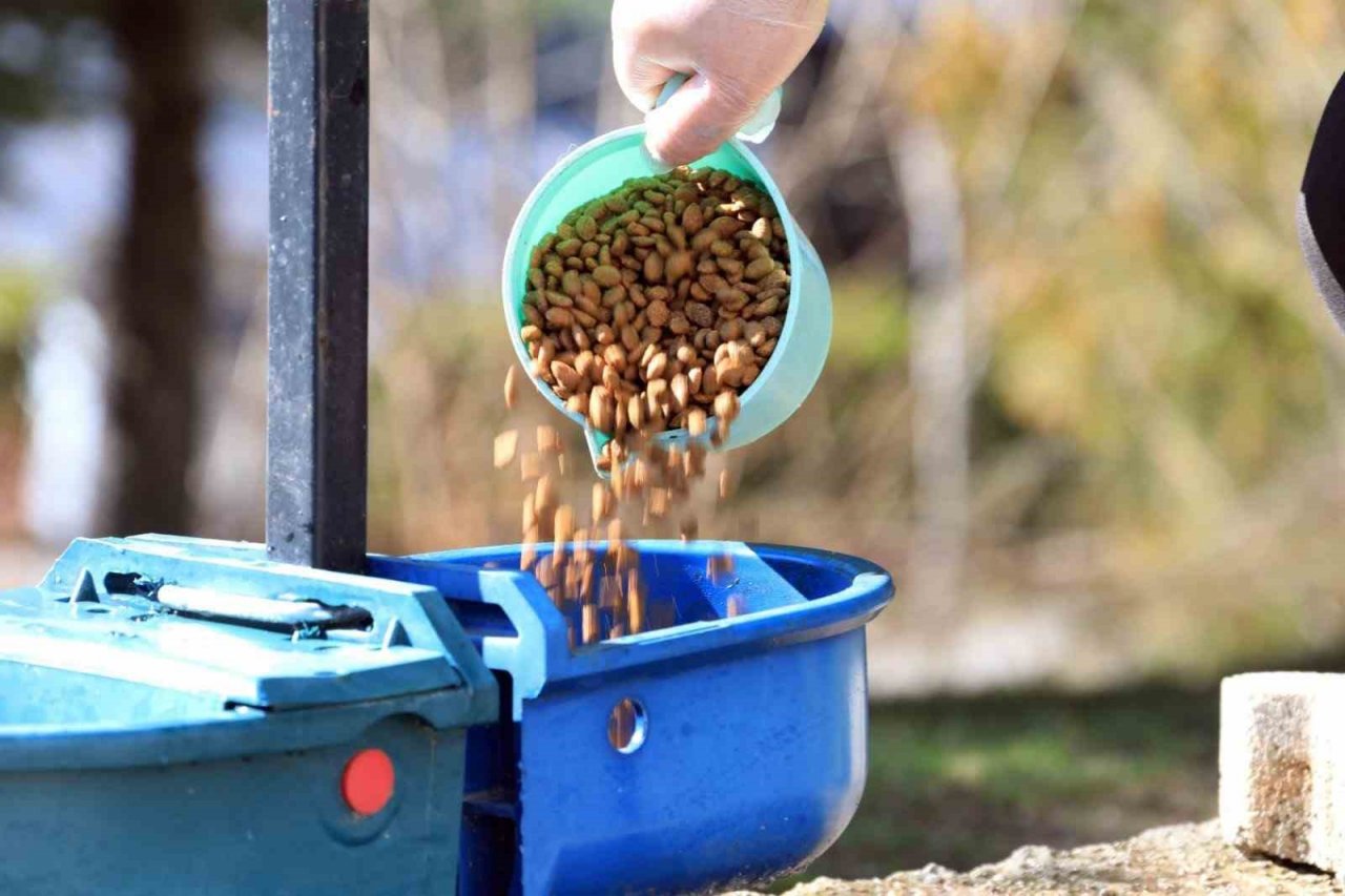 Elazığ Belediyesi, Ramazan ayı öncesi sokak hayvanlarını unutmadı