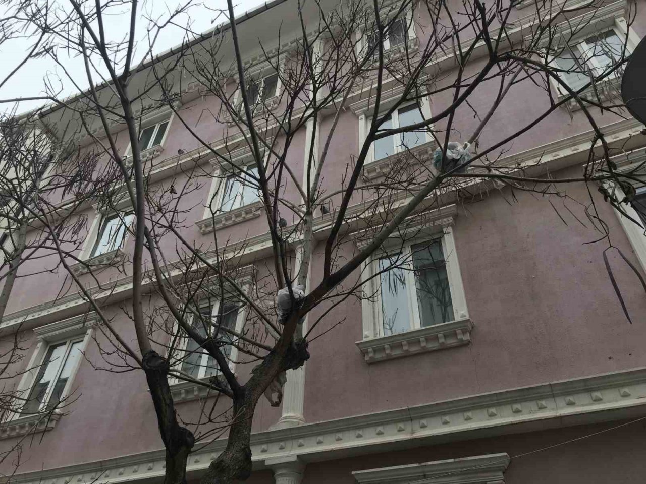 Bu ağacın meyvesi çöp poşetleri