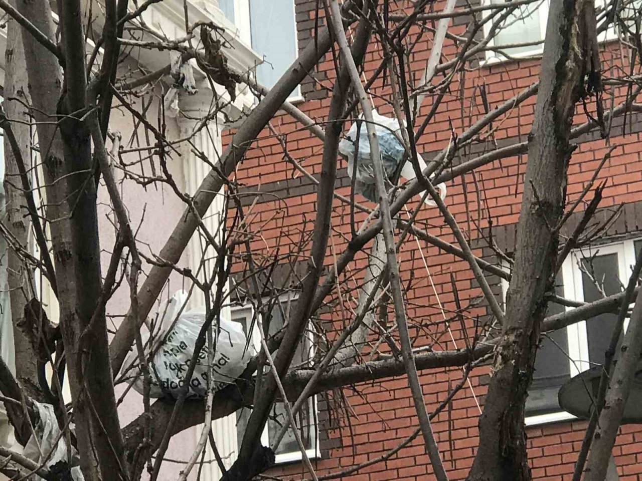 Bu ağacın meyvesi çöp poşetleri