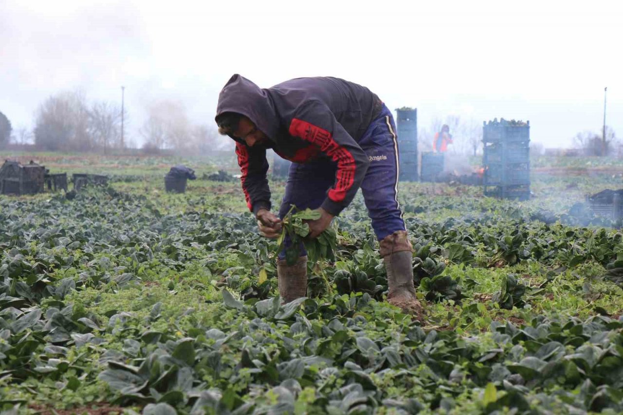 Tarlada 5, markette 10 lira