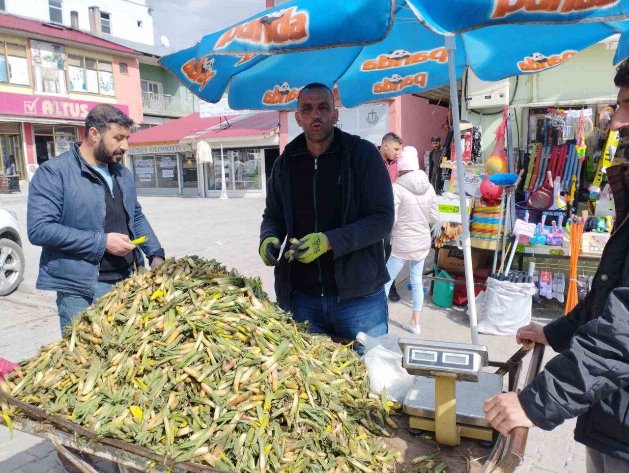 Gülbahar bitkisi tezgâhlarda yerini aldı