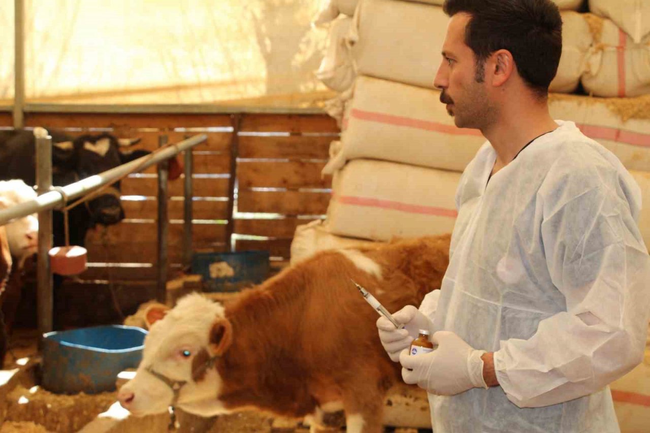 Şırnak’ta şap hastalığına karşı 90 bin büyükbaş aşılanacak