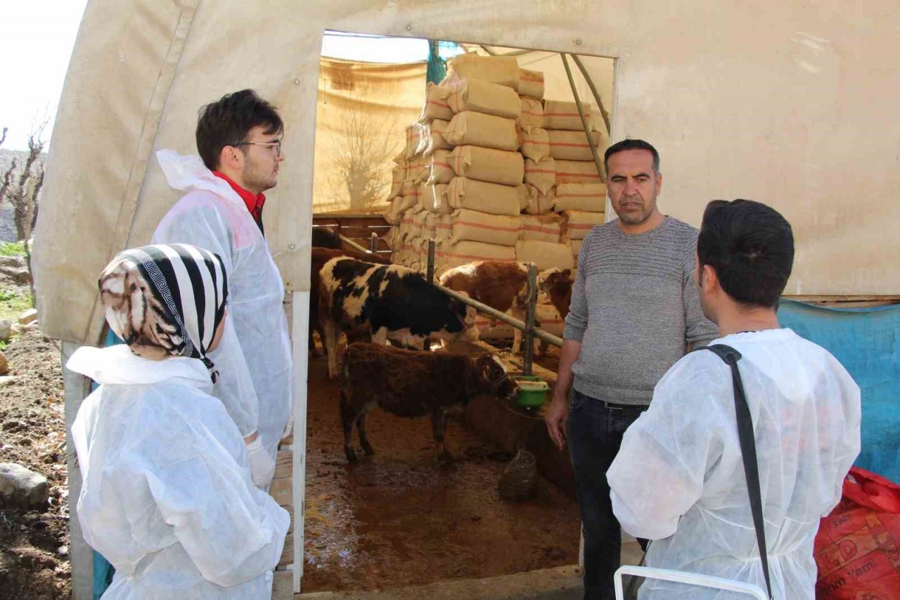 Şırnak’ta şap hastalığına karşı 90 bin büyükbaş aşılanacak