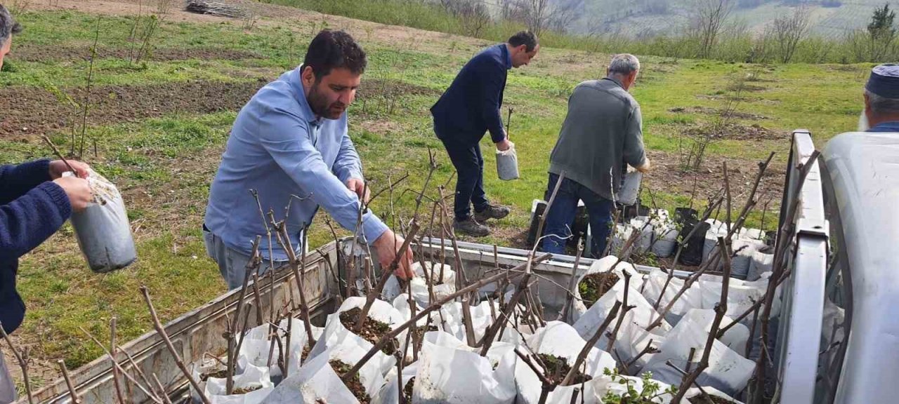Alaplı’da ’Karaçatlak’ üzümünün üretimi yaygınlaşacak