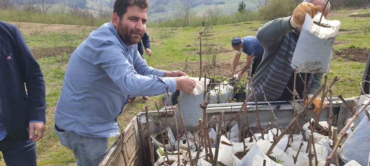 Alaplı’da ’Karaçatlak’ üzümünün üretimi yaygınlaşacak