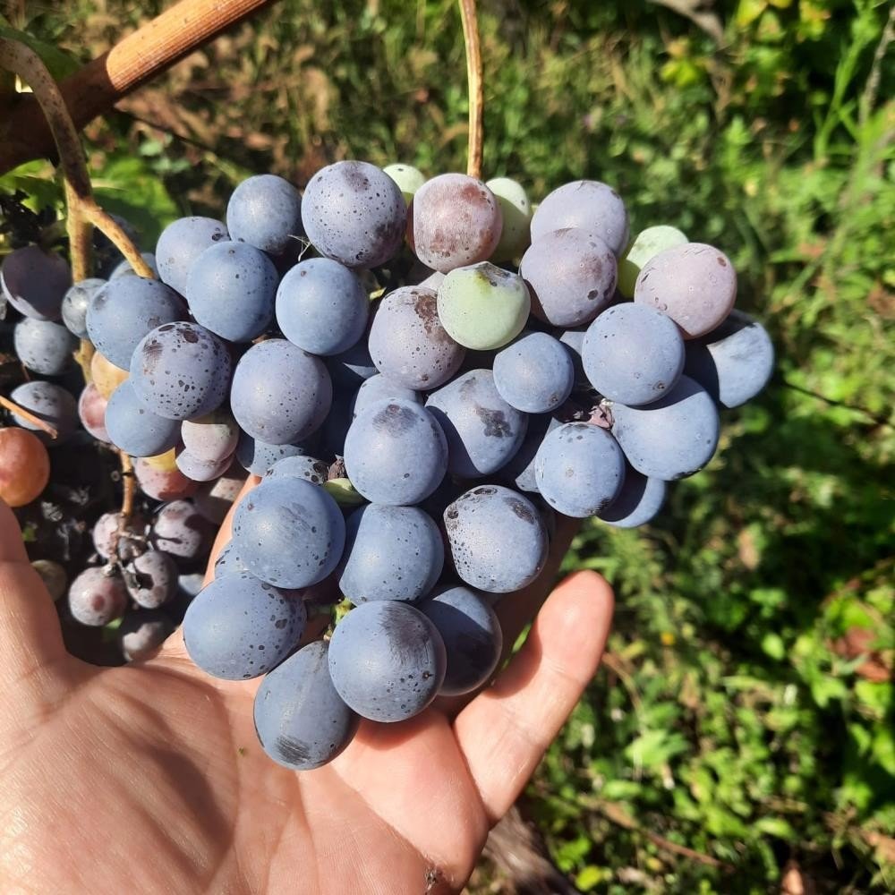 Alaplı’da ’Karaçatlak’ üzümünün üretimi yaygınlaşacak