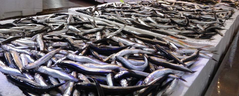 Hamsi ihracatında düşüş