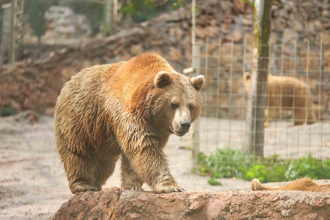 Dünya Ayı Günü’nde ayılara balkabağı pastası