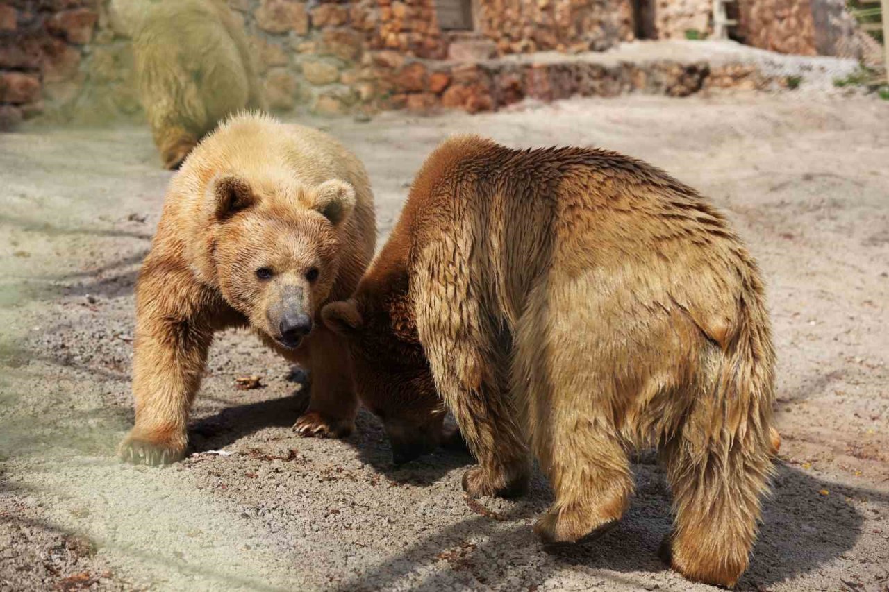 Dünya Ayı Günü’nde ayılara balkabağı pastası